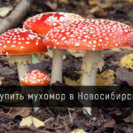 Купить мухомор в Новосибирске