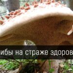 Грибы на страже здоровья