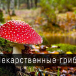 Лекарственные грибы в Новосибирске