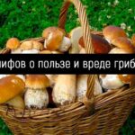 5 мифов о пользе и вреде грибов