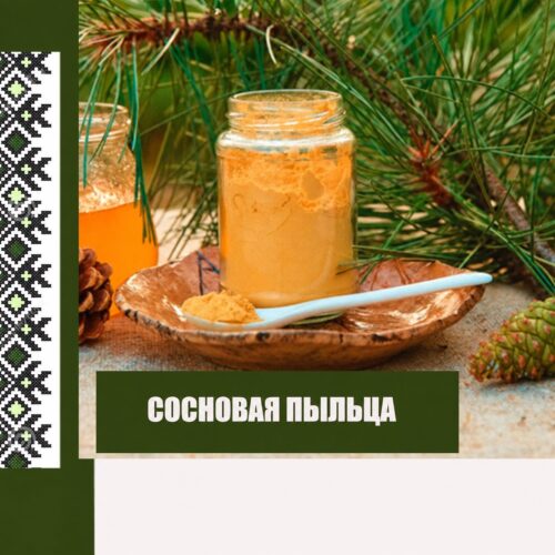Сосновая пыльца в стеклянной банке с ложкой на фоне сосновых ветвей