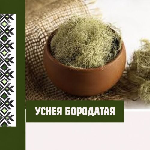 Уснея бородатая в деревянной чаше