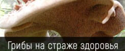 Грибы на страже здоровья