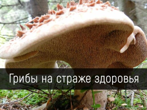 Грибы на страже здоровья