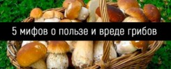 5 мифов о пользе и вреде грибов