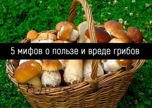 5 мифов о пользе и вреде грибов