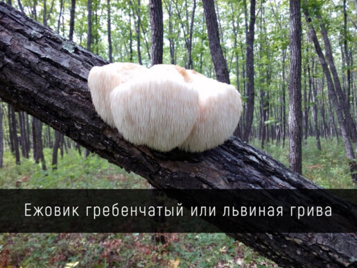 Ежовик гребенчатый или львиная грива