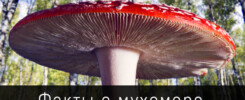 Новые факты о мухоморе