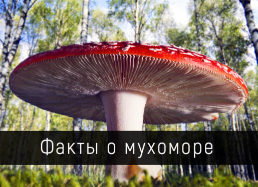 Новые факты о мухоморе