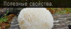 Ежовик гребенчатый. Полезные свойства.