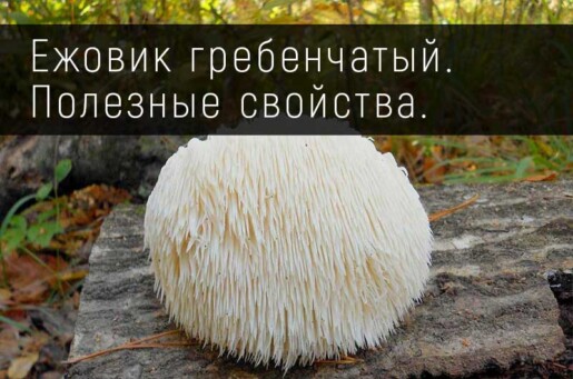 Ежовик гребенчатый. Полезные свойства.