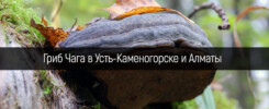 Гриб Чага и мухомор в Усть-Каменогорске и Алматы