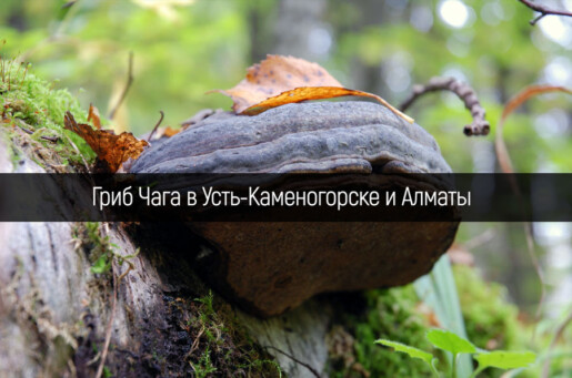 Гриб Чага и мухомор в Усть-Каменогорске и Алматы