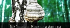Гриб чага в Москве и Алматы