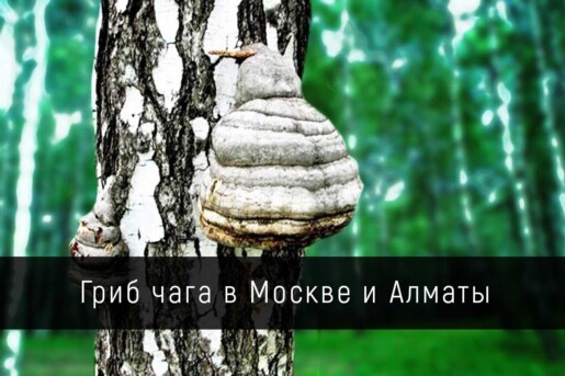 Гриб чага в Москве и Алматы