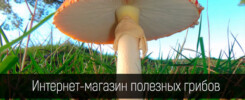 Интернет-магазин полезных грибов