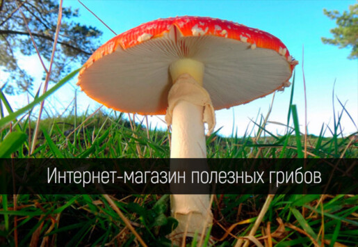 Интернет-магазин полезных грибов