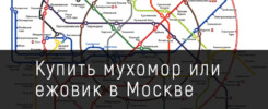 Купить мухомор или ежовик в Москве