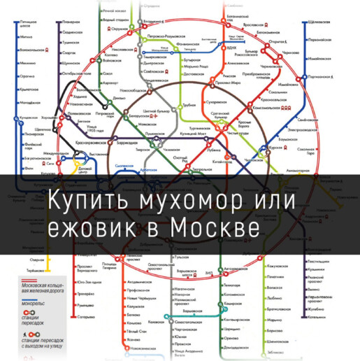 Купить мухомор или ежовик в Москве