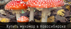 Купить мухомор в Новосибирске