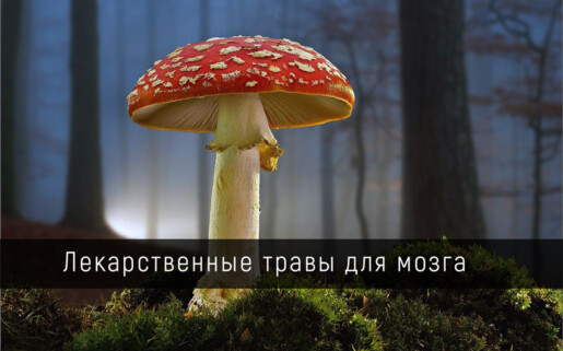 Купить мухомор в Новосибирске