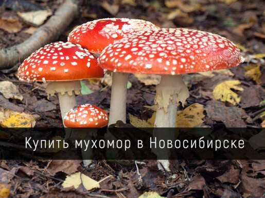 Купить мухомор в Новосибирске