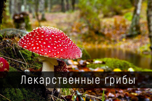 Лекарственные грибы в Новосибирске