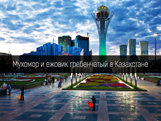 Мухомор и ежовик гребенчатый в Казахстане