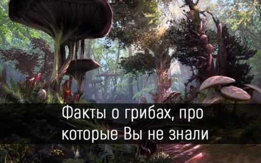 Факты-о-грибах-которые-Вы-не-знали