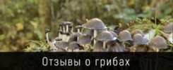 Отзывы о грибах ЛесДал