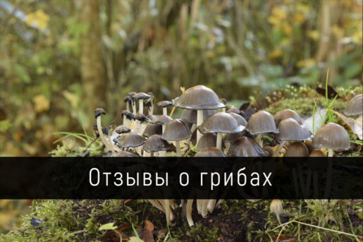 Отзывы о грибах ЛесДал
