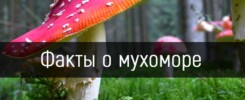 Факты о мухоморе (Шаманке)