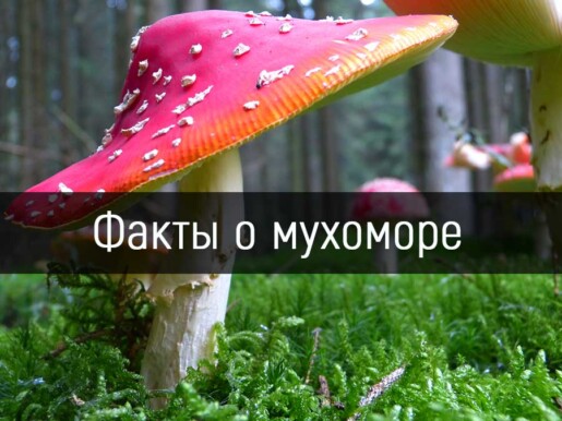 Факты о мухоморе (Шаманке)