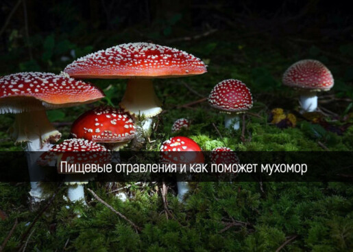 Пищевые отравления и как поможет мухомор в Алматы