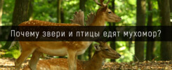 Почему звери и птицы едят мухомор в Москве