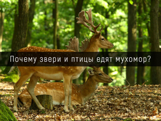 Почему звери и птицы едят мухомор в Москве