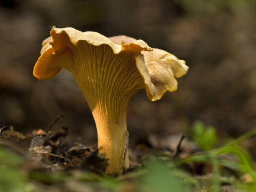 Полезные грибы в Алматы