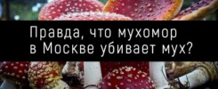 Правда, что мухомор в Москве убивает мух