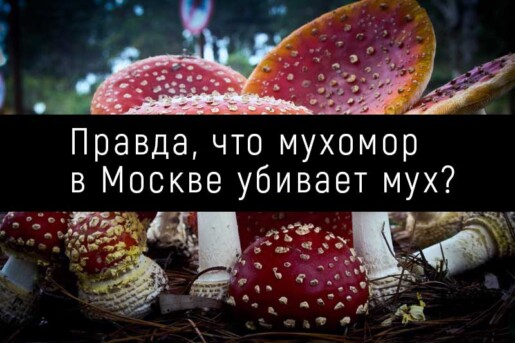 Правда, что мухомор в Москве убивает мух