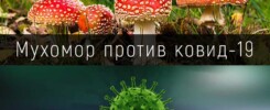 Мухомор против ковид-19