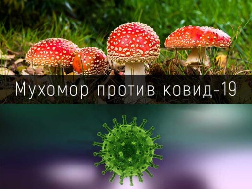 Мухомор против ковид-19