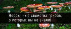 Необычные свойства грибов, о которых вы не знали!
