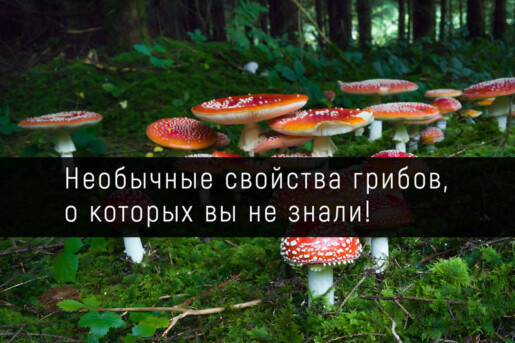 Необычные свойства грибов, о которых вы не знали!