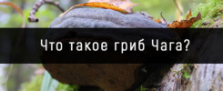 Что-такое-гриб-Чага
