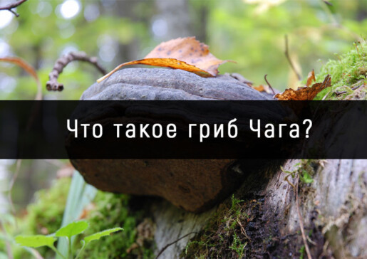 Что-такое-гриб-Чага