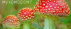 Что такое микродозинг мухомором?