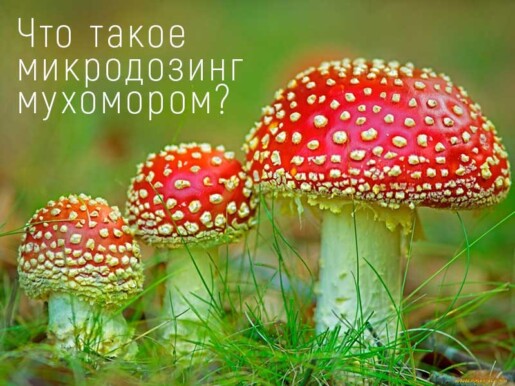 Что такое микродозинг мухомором?
